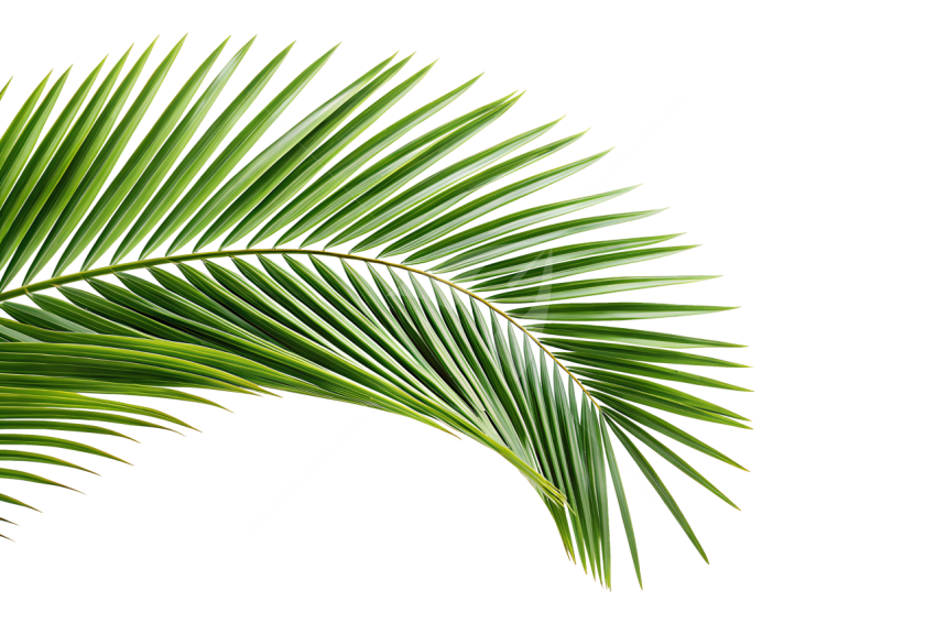 Palm leaf transparent png images