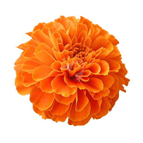 Transparent Marigold Flowers Image